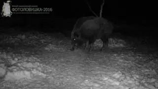 ID505/Заказник Алтачейский/Копытные/Кабан