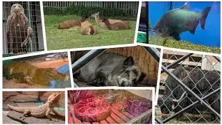 Вика и Вероника в зоопарке!