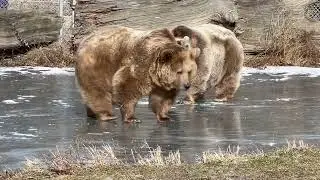 Jenny and Sonya are still loving the ice. Bears are so playful & have so much personality