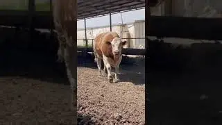 UZBEKISTONDAGI ENG KATTA BUQA 1900 KG #cutebaby #baby #automobile