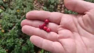 на разведку за клюквой, топь и лосиная блоха