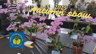 Aspley Orchid Society Autumn show 2025