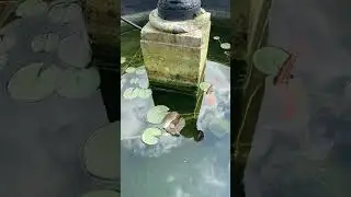 Goldfish Pond Maintenance Plan