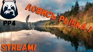 СТРИМ ПО РР4!!! КАЧАЕМСЯ ДО ЯМЫ!!!!