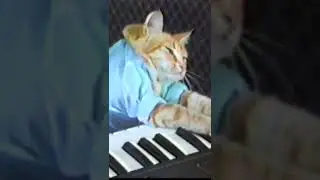 Keyboard Cat Original 
