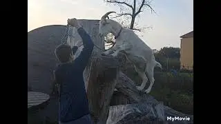 Cvičená koza🧐🐐