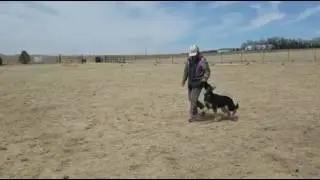 Kira / 7 months / obedience training