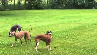 Italian Greyhound playdate