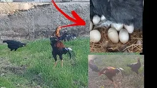 ГИБРИТ ХУРОЗДАН ЗОТ ОЛАМИЗ...(ОХУНОВ ТВ)