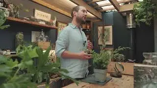 Juniper (Juniperus communis)