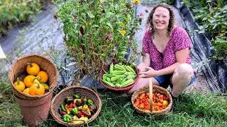 Garden Harvest While Barely Surviving In The Heat Plus A Drought