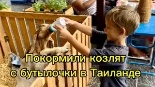 Покормили козлят с бутылочки в Таиланде
