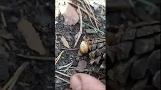 Самка паука крестовика#shorts