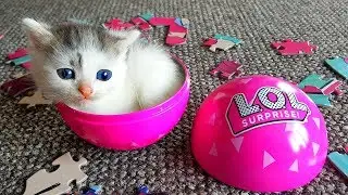 Котята в ПРЯМОМ ЗЕФИРЕ! Играем с котятами! Маленький котенок Зефир всё время убегает от Алис !