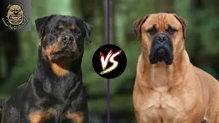 bullmastiff vs rottweiler : Which one is preferred ?