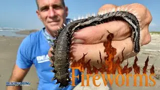 Beachcombing - Fireworms
