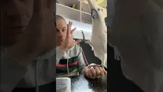 Попугай Какаду выясняет отношения с хозяином 