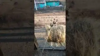 Лайфхак. Как поднять рулоны сена на сеновал!