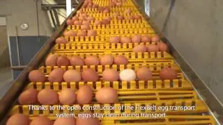 [EN] FlexBelt® egg transport system