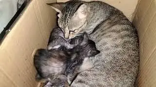 Kuncing Sayang Anak Nya 😭😱