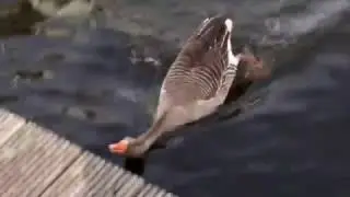 A goose wildly attacks ducks