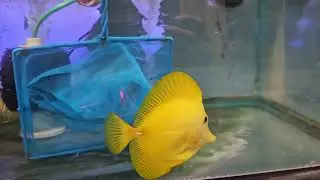 Yellow Tang $599 - Northern Philippines