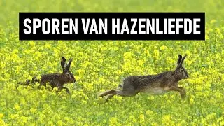 Sporen van Hazenliefde | seizoensgebonden diersporen