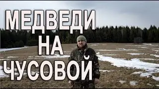 Медведи на Чусовой
