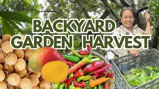 HARVEST with us: Family Time, Longan, Grass jelly leaves