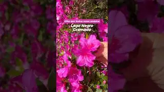 🌸Azaleias no Lago Negro Gramado #flores #florida #lagonegro #gramado