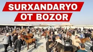 Ot Bozor Narxlari Toy Biya Ot Narxlari Surxondaryo Ot Bozori 2025 