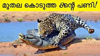 Animals Messed With The Wrong Opponent ! | Razin Visuals