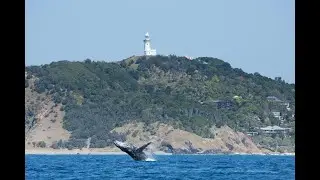 Wingfoiling with Whales at Byron Bay