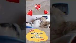 CUTE CATS -  NHỮNG CHÚ MÈO DỄ THƯƠNG  #convat #abocotv #animal #viral #viralvideo