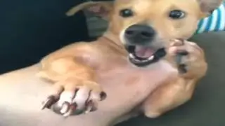 Slow Motion Dog Sneeze