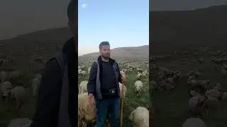 Haber Sal sevdiğim   Tarık Kara ( bozkırın avazı)