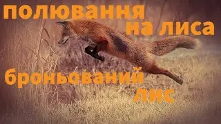 Полювання на лиса. Броньований лис.