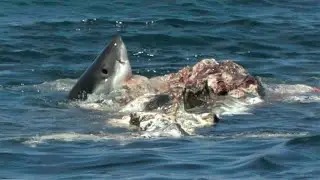 Great White Sharks feast on a whale