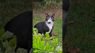 Mikrofonlu Kedi ☆ Spy Cat with a Mic 🎤 🐈‍⬛️