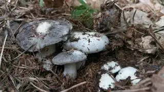 Funghi primaverili | I 