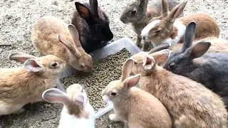 The restaurant was filled with rabbits.