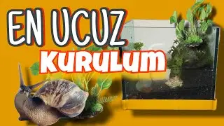 Bitkili Akvaryum Kurulurumu
