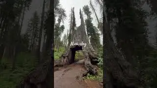 Come with me to see sequoia trees at Yosemite National Park! #shorts #minivlog #travel