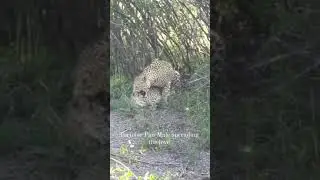 See Leopard 🐆 sex 😁