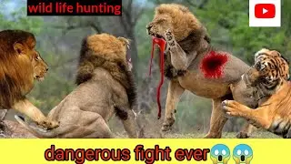 Old Lion King Fights His Final Battle  | Wildest Africa| lions vs lions fight | danger fight ever|🔥😱