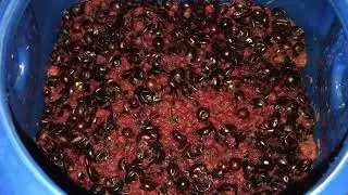Como fazer VINHO DE JABUTICABA  -  passo a passo