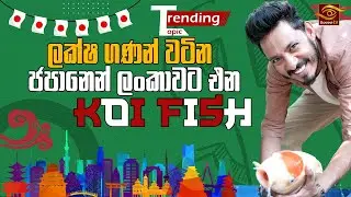 ලක්ෂ ගණන වටින ජපානෙන් ලංකාවට එන Koi මාළු | Koi Fish | Japanese