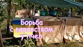 ВОРОВСТВО у пчел.  БОРЬБА с нападениями