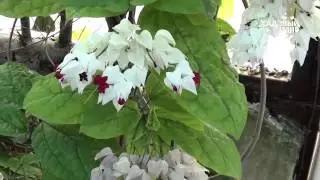 Комнатные растения  Клеродендрон госпожи Томпсон