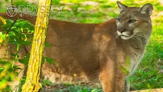 Filming the Elusive Florida Panther at the Stunning Homosassa Springs Wildlife Preserve, Florida